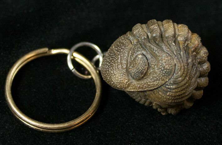 Real Phacops Trilobite Keychain #17398